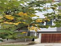 More Details about MLS # 6998252 : 2020 TRIPSHAW LN 65C